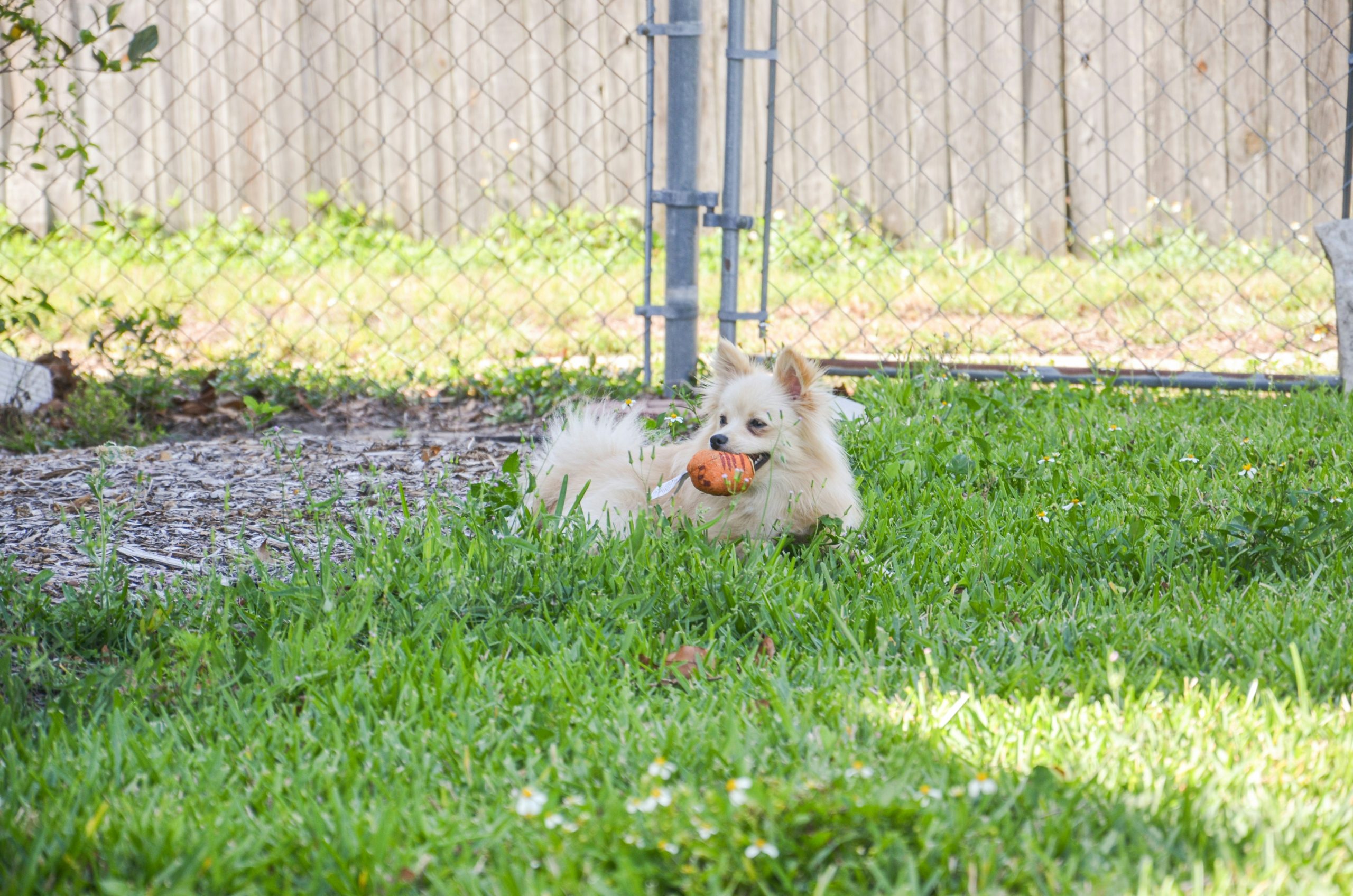 Cream colored Pomeranian laying in a grassy, fenced-in area with an orange toy in its mouth.