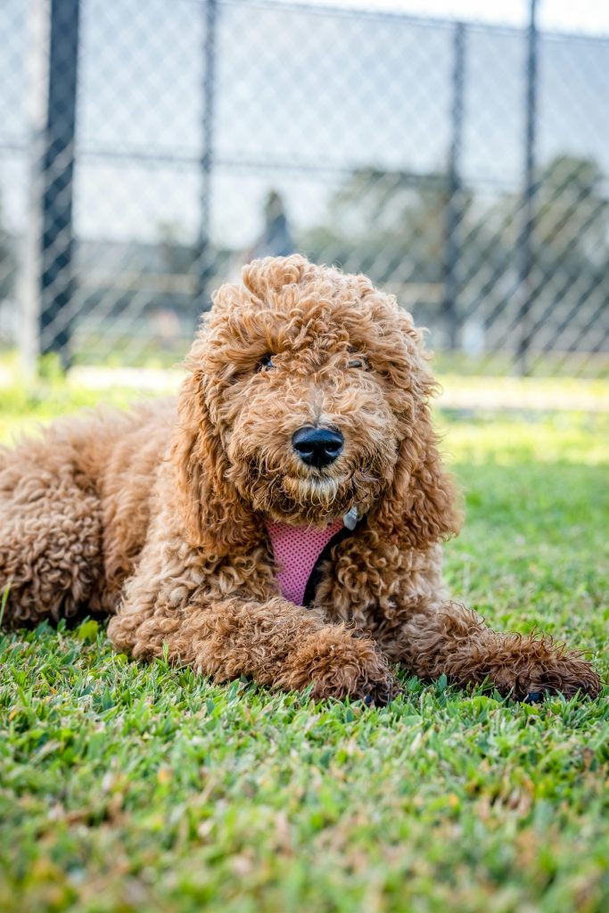 Brown Doodle mixed breed dog lies in grass in a fenced-in area.