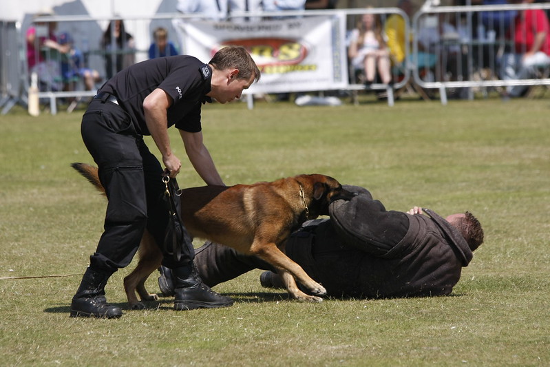 German Shepherd police dog in training to take down a person.