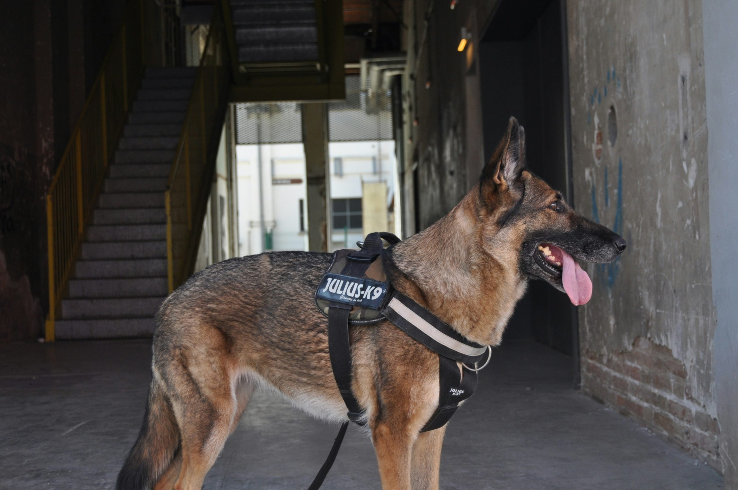 Brown and black German Shepherd wearing a black K9 vest.