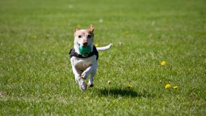 happy rescue dog playing fetch