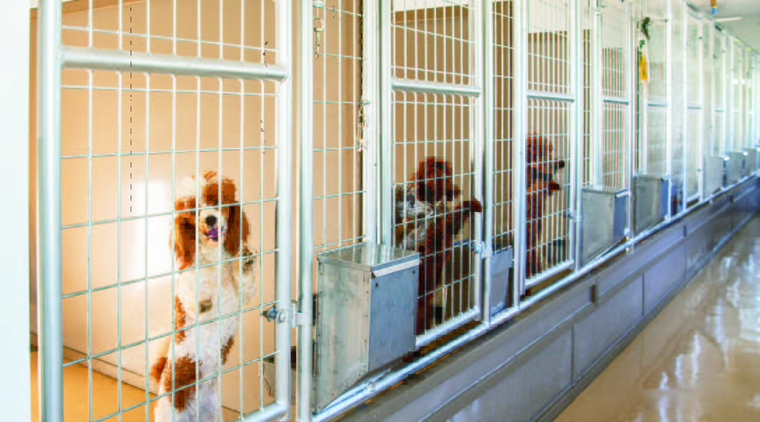 dogs in a kennel