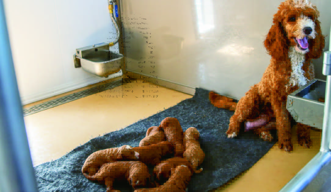 dog with puppies in a kennel