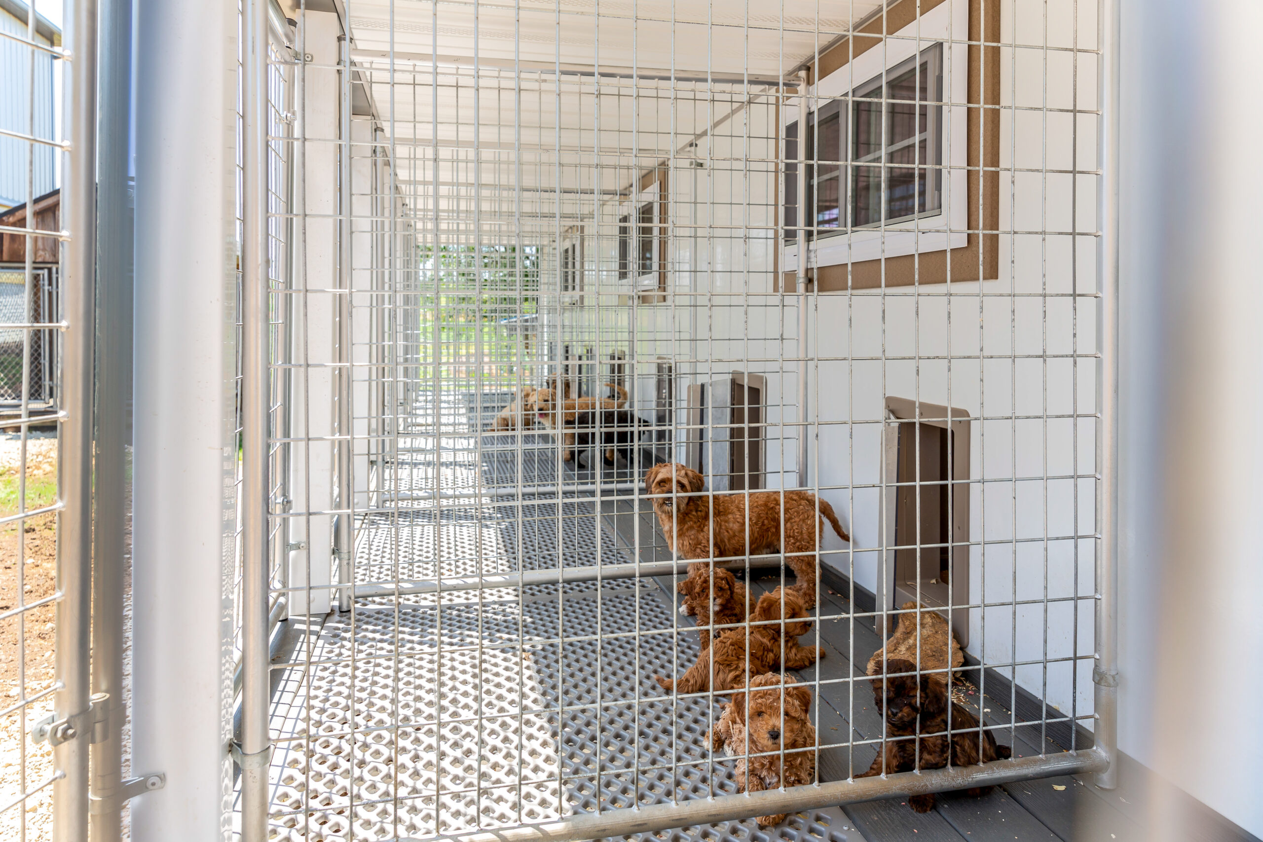 kennel run area with dogs inside