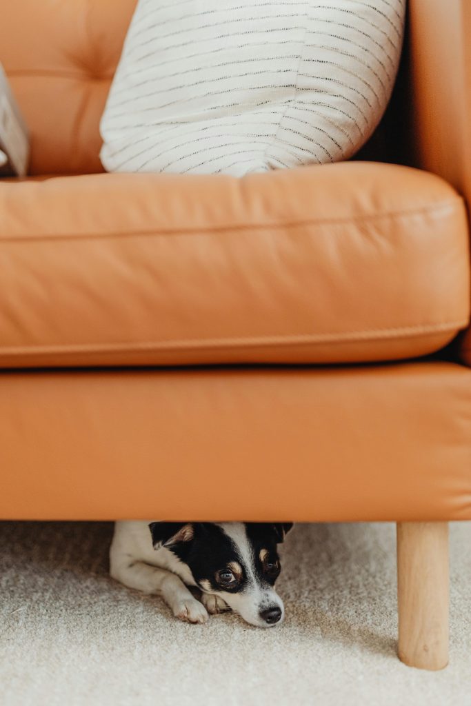 Small black, white, and brown dog hiding under an orange couch.