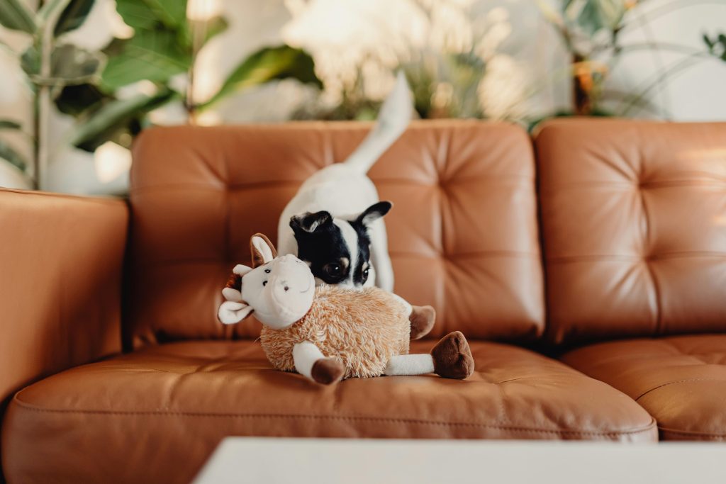 Small white and black dog playing with a stuffed animal on an orange couch.