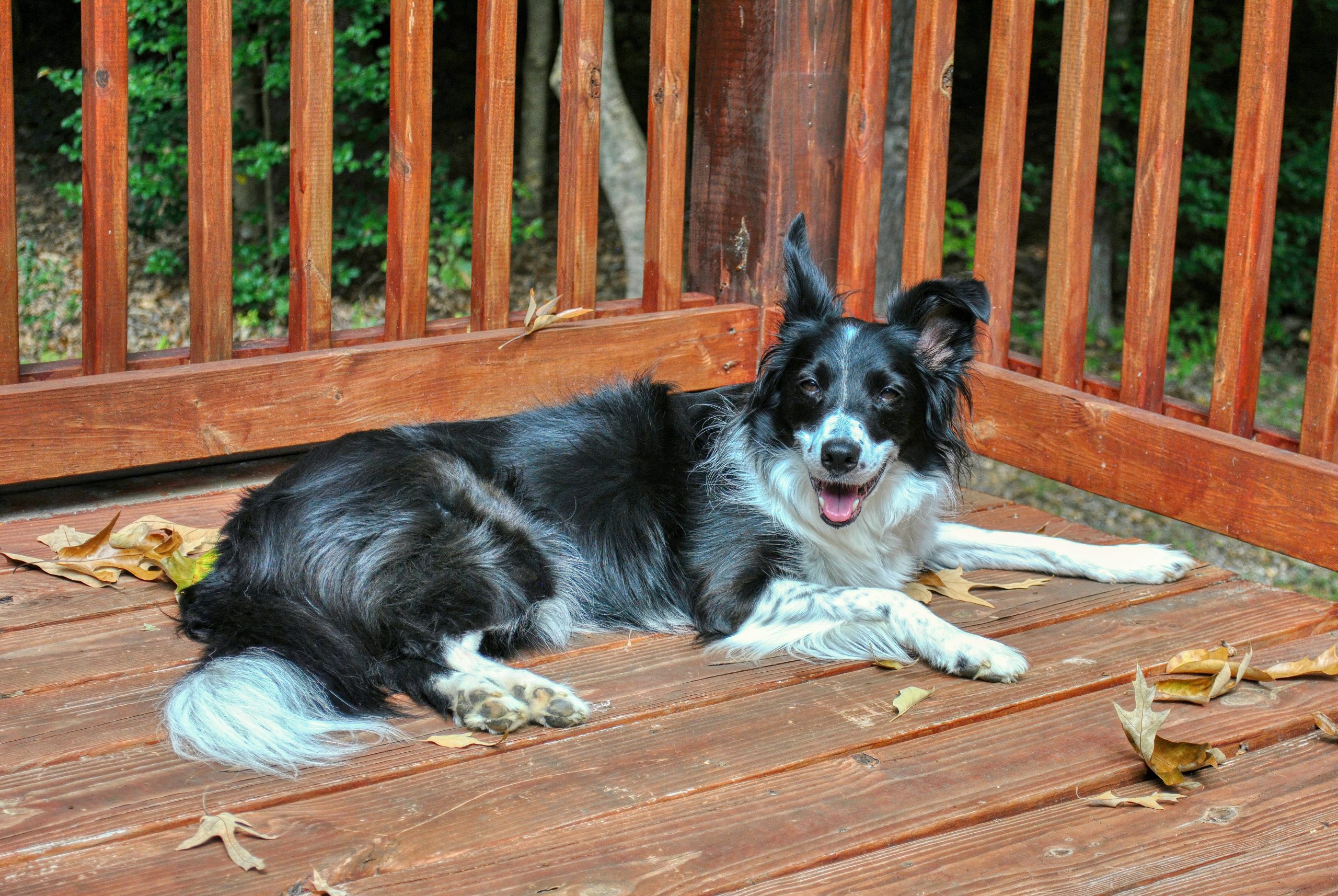 Black and white Border Collie laying on a wooden deck outside.