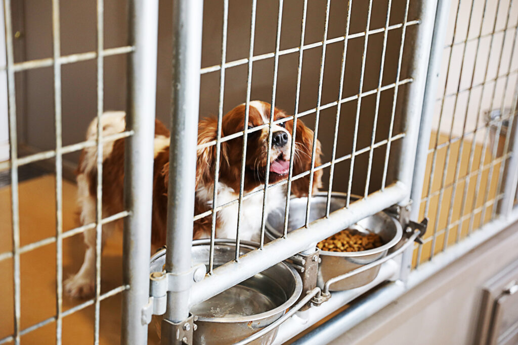 Close up of a dog in a 14x24 dog kennel box