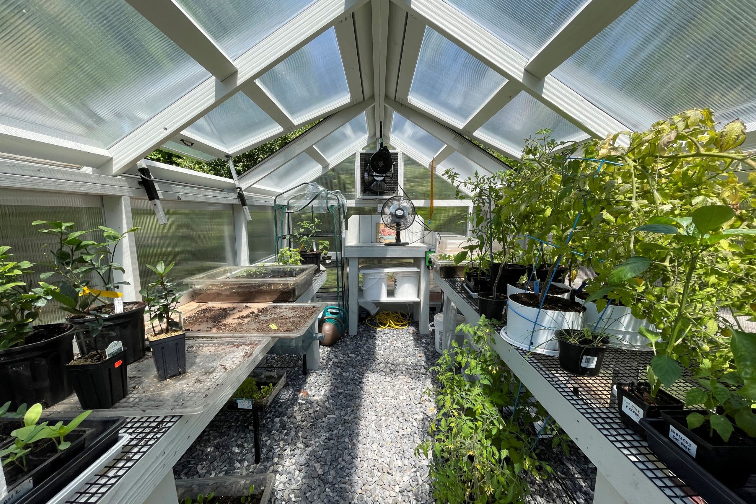Interior of an A-Frame Greenhouse with white siding and full of plants on shelves