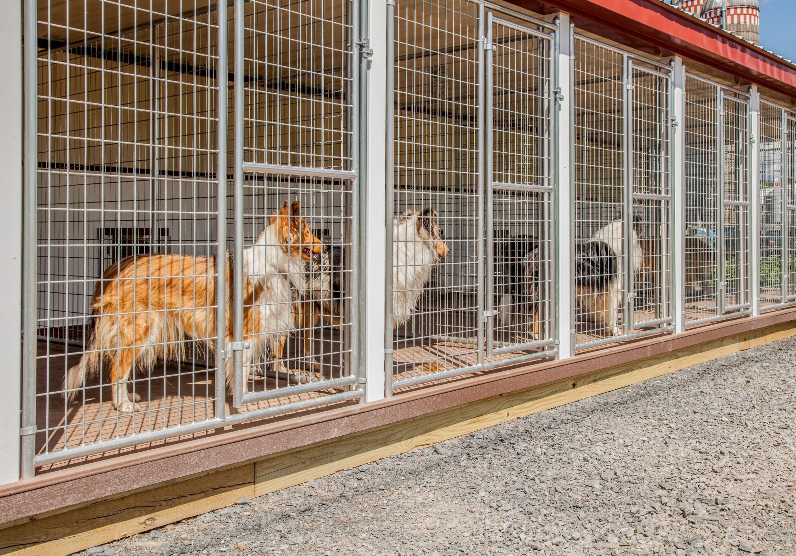 Dogs in a 20x60 dog kennel with 12 individual boxes