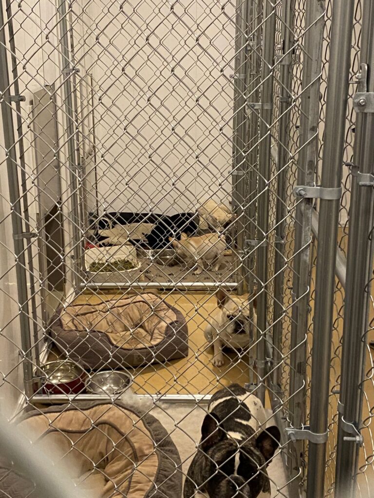 4-wide kennel with dogs and dog beds inside, supplying your dog boarding business
