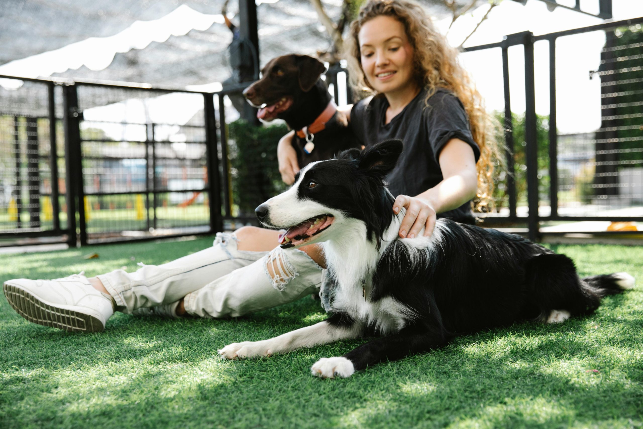 Person with long curly hair sits on the ground with a black and white Border Collie and a chocolate Labrador Retriever in a fenced-in area.